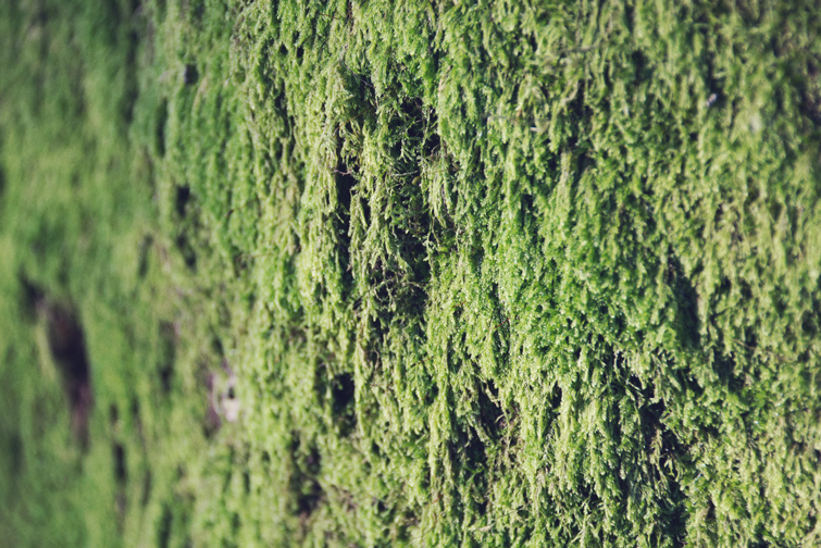 Moss covered bark