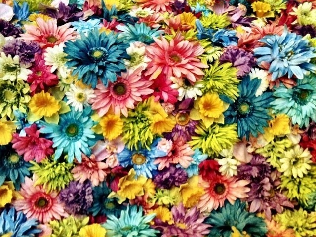 Flowers photograph
