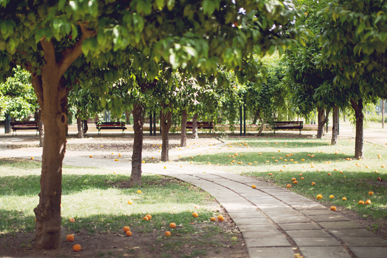 Seville parks orange trees